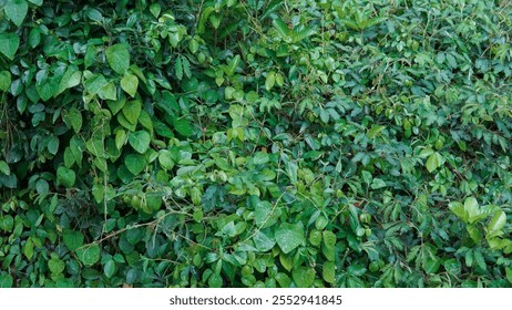 A close-up, textured image of a dense patch of various lush green tropical plants after a rain.