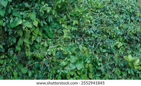 A close-up, textured image of a dense patch of various lush green tropical plants after a rain.