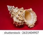 Close-up of a textured seashell placed on a vibrant red background. The intricate details of the shell contrast beautifully with the bold color, creating a striking and artistic composition.