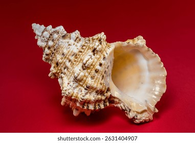 Close-up of a textured seashell placed on a vibrant red background. The intricate details of the shell contrast beautifully with the bold color, creating a striking and artistic composition.