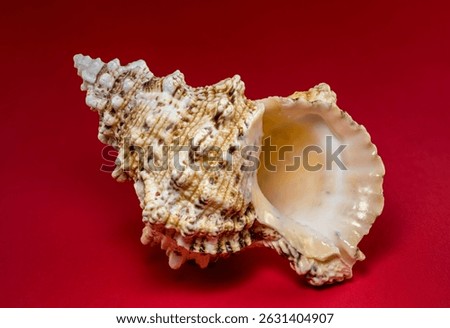 Close-up of a textured seashell placed on a vibrant red background. The intricate details of the shell contrast beautifully with the bold color, creating a striking and artistic composition.