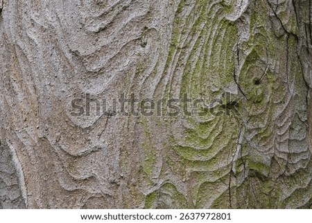 Close-up of textured tree bark with moss and natural patterns