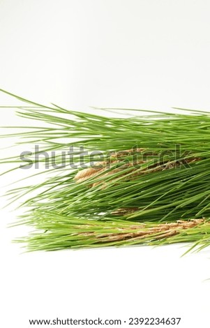 Close-up of textured yellow needles at the tip of a pine branch (Pinus spp.), surrounded by vibrant elongated green leaves. Against a crisp white backdrop, nature's elegance shines.