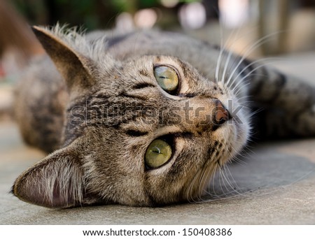 Closeup Thai cat.