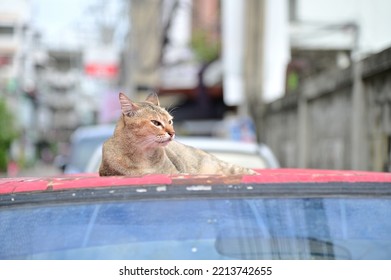 5,558 Cats On Floor Cement Images, Stock Photos & Vectors | Shutterstock