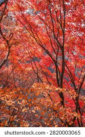 Close-up of thick maple branches surrounded by bright red foliage, showing intricate branch structure against a vivid autumn leaf backdrop.
