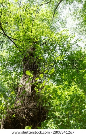 Close-up of a thick textured tree bark overgrown with lush wild vines and foliage in a public park.