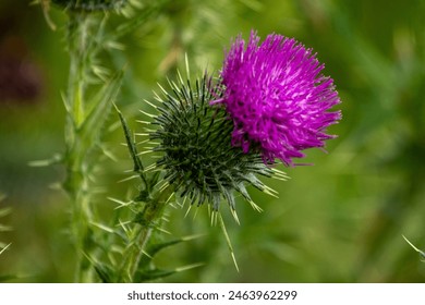 close-up of a thistle in bloom in springtime - Powered by Shutterstock