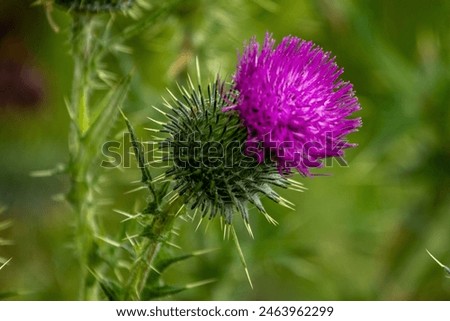 close-up of a thistle in bloom in springtime
