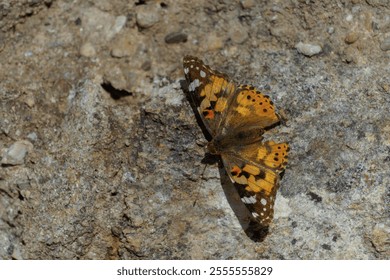 close-up of a thistle butterfly, Vanessa cardui, perched on a green leafy plant with an out of focus background - Powered by Shutterstock