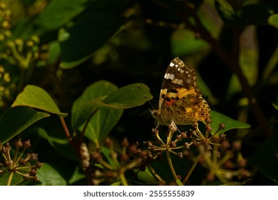 close-up of a thistle butterfly, Vanessa cardui, perched on a green leafy plant with an out of focus background - Powered by Shutterstock