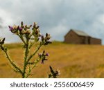 Closeup of thistle plant top flowering with a vast field and an old barn behind it being blurred out by the shallow depth of field. A weed overlooking a meadow and an old building in the background.