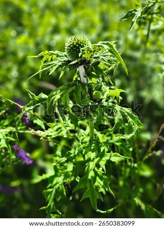 Close-up of a thistle-like plant infested with clusters of small black insects on the white stem, highlighting a natural scene of plant-insect interaction in a summer meadow.
