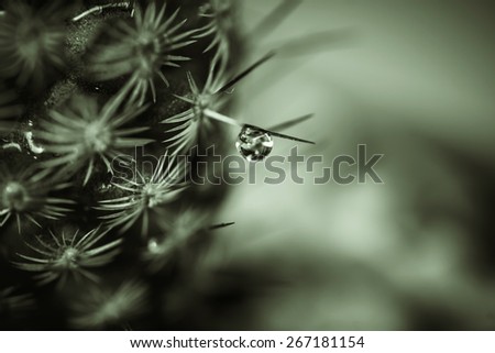 Similar – Foto Bild Kleines, haariges Blümchen im Gegenlicht