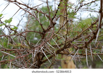 Close-up of thorns on a tree in the African bush.