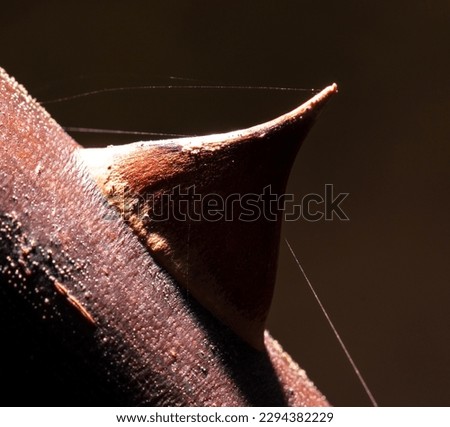 Similar – Image, Stock Photo The two willow catkins