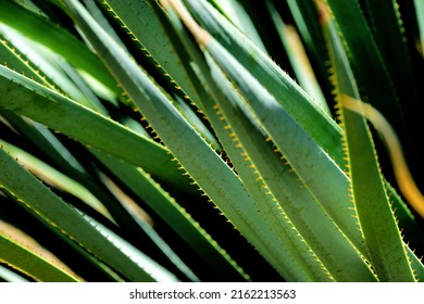 Closeup Of A Thorny Desert Cactus Plant With Sharp Spikes And Thorns. Selective Focus And Shallow Depth Of Field.