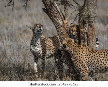 A closeup of three cheetahs standing on the dry grass under the tree - Powered by Shutterstock