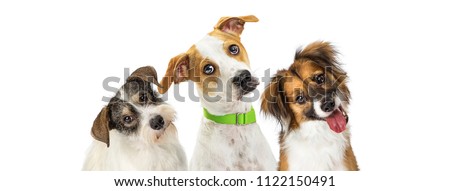 Close-up three cute dogs tilting heads to listen with attention while looking forward at camera. Horizontal web banner with room for text.