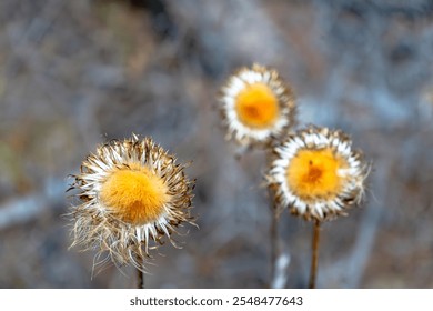 Close-up of three dried wildflowers with vibrant yellow centers surrounded by spiky white petals, set against a softly blurred background, capturing the essence of nature's delicate decay.

 - Powered by Shutterstock