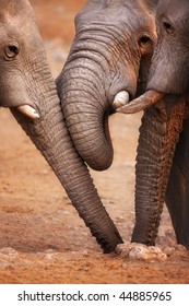 Close-up of three elephants drinking water from a  hole in the ground ; Etosha - Shutterstock ID 44885965