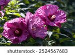 Closeup of three flowers of the Berry Awesome Perennial Hibiscus plant growing in a Quebec garden, Canada, hardiness zone 5a