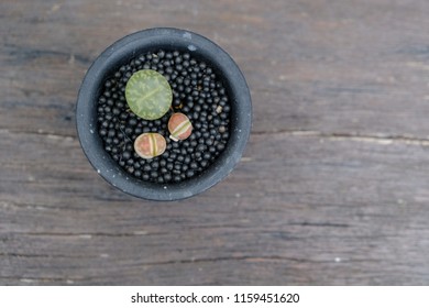 Closeup three Lithops cactus in the black pot on the wooden table