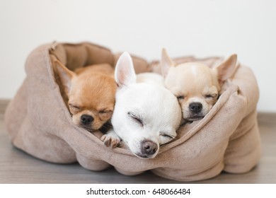 Closeup of three lovely, cute domestic breed mammal chihuahua puppies friends lying, relaxing in dog bed. Pets resting, sleeping together. Pathetic and emotional portrait. Dog ears, eyes and facesÃ¾