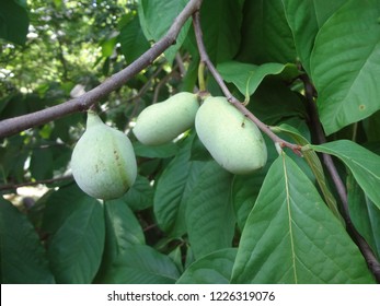 Immagini del frutto e dell'albero della zampa della zampa
