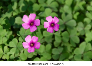 Oxalis Articulata Images Stock Photos Vectors Shutterstock