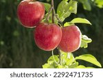 Close-up of three red apples with leaf and branch on an orchard in summer near Mungyeong-si, South Korea
