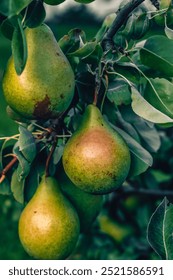 Close-up of three ripening green pears hanging from a branch with green leaves in a garden, with red and brown spots visible on the skin. The scene is natural, fresh, and outdoors.