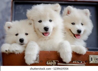 Close-up of three samoyed puppies sitting in a suitcase against blurred blue background looking at the camera