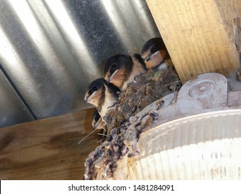 Close-up Of Three Swallow Chicks In Their Nest - UK