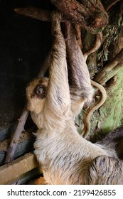 Close-up Of A Three Toed Sloth