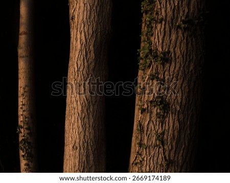 A closeup of three tree trunks on the dark background