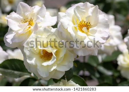 Close-up of three white 