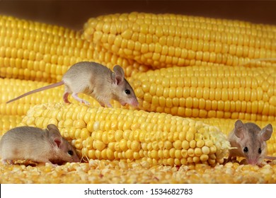 Close-up Three Young Mice And Yellow Sweet Corn Cobs In The Warehouse. Concept Of Rodent Control.