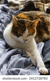 close-up of three-color cat resting and sleeping on shirts in bl