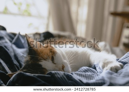 close-up of three-color cat resting and sleeping on shirts in bl