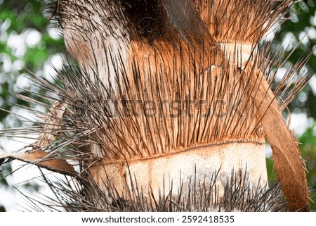 Closeup of throny palm tree
