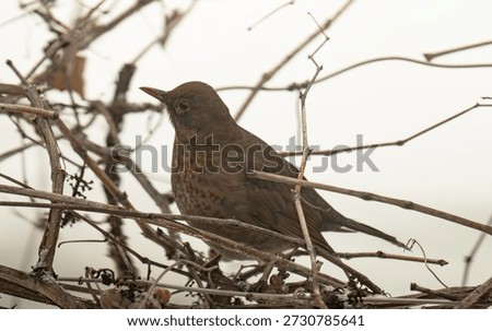 A close-up of a thrush on a grape vine in winter