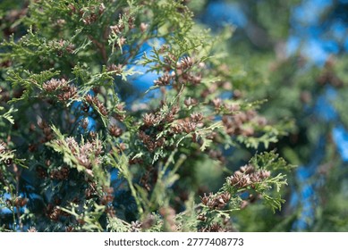 Closeup thuja branch with tiny buds. Soft blue sky bokeh, delicate reddishbrown pollen cones, fine needle texture, morning light, botanical study for stock and editorial use