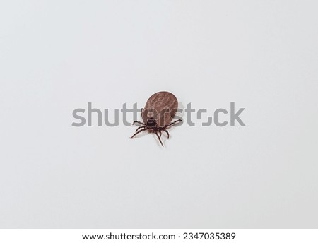 A close-up with a tick