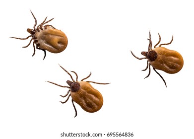 Close-up Of Ticks Filled With Blood Crawling On White Background