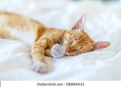 Close-Up tiger cat sleeping in bed.closed eyes and paw together dreaming wonderful during morning sunlight.Close up shot.Blurred Background. - Powered by Shutterstock