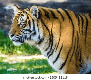 Close-Up of a Tiger: Detailed Photograph Highlighting the Majestic Features and Intense Gaze of the Big Cat - Powered by Shutterstock