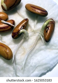 Closeup Of 'Tiger Eye' Bean Seeds Sprouting On A Moist Paper Towel, With Visible Roots