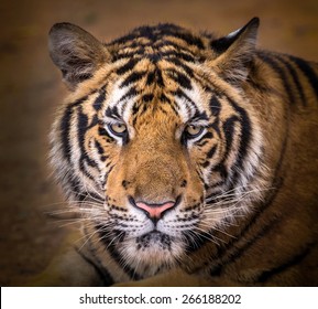 Close-up of a Tiger face