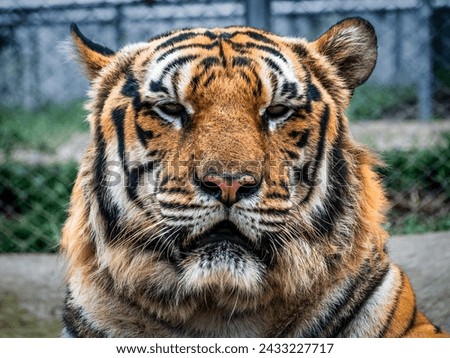 Close-up of tiger face in winter. High quality photo